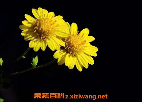 Ұ�ջ��Ĺ�Ч�����ü�������