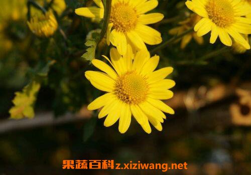 Ұ�ջ��Ĺ�Ч�����ü�������