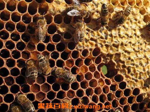 �Ϸ䳲��ô�� �Ϸ䳲���Ʊ�����ô��