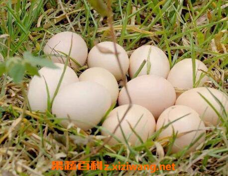 �쵰�Ĺ�Ч������ ���˳Զ쵰��ʲô�ô�