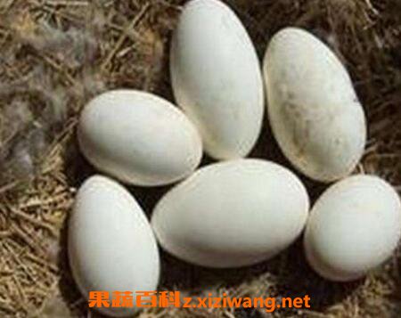 �쵰���ܺ�ʲôһ��� �쵰�ĳԷ�����