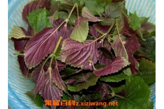 ����Ҷ�Ĺ�Ч�����ü�ʳ�÷���