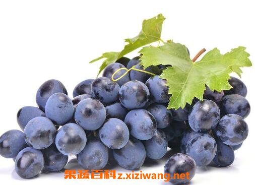  ����Ƥ��ô���װ� ���ѵ�Ӫ����ֵ