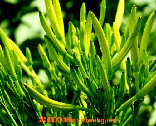 金针菜
