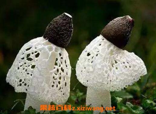 ��ݥ������ֲ ��ݥ��ֲ��������