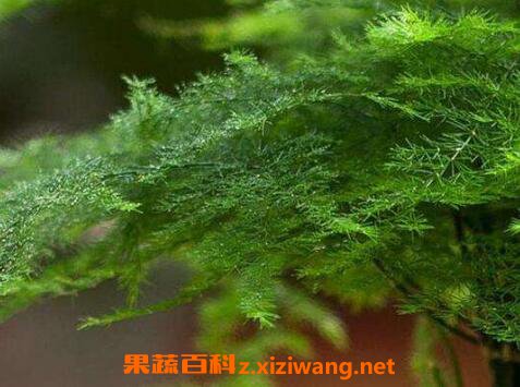 ����Ҷ�ӷ�����ô�� ����Ҷ�ӷ��Ƶ�ԭ��