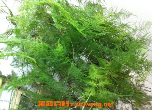 ����Ҷ�ӷ�����ô�� ����Ҷ�ӷ��Ƶ�ԭ��