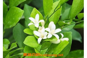 ���������ֳ������ע������