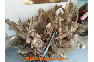 ��ͩ����Ƥ�������빦Ч��ҩ�ü�ֵ