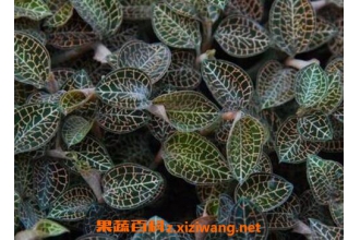 ����Լ���ֳ������ ���������༼��