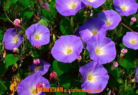 ǣţ���Ĺ�Ч������