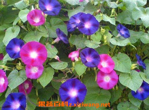 ǣţ���Ĺ�Ч������