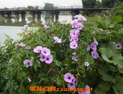ǣţ�����ӵ����ü�ҩ�ü�ֵ