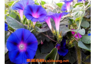 ǣţ���ѵ�ҩ�ü�ֵ ��ǣţ������ʲô��Ч