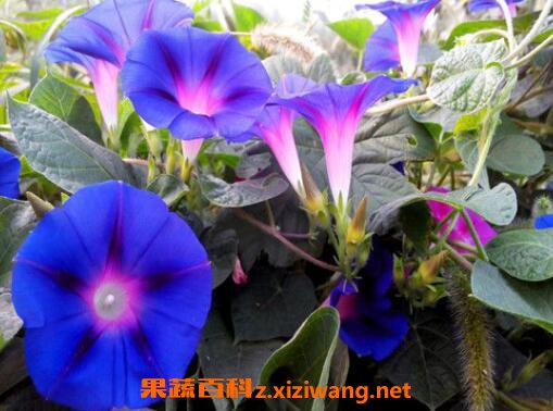 ǣţ���ѵ�ҩ�ü�ֵ ��ǣţ������ʲô��Ч