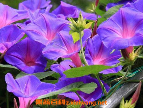 ǣţ���ѵ�ҩ�ü�ֵ ��ǣţ������ʲô��Ч