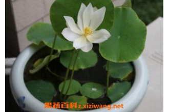 ���������ֳ ��������ֲ����