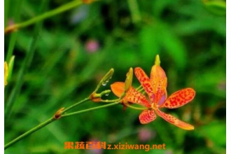 ��ɵĹ�Ч������ ���ͼƬ
