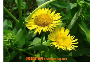 �������Ĺ�Ч�����ü�ҩ�ü�ֵ