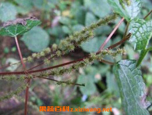 ?������Ĺ�Ч������