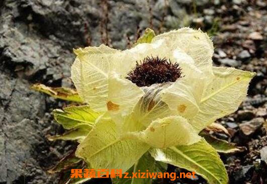 ѩ�����ݾƵĹ�Ч����������Щ