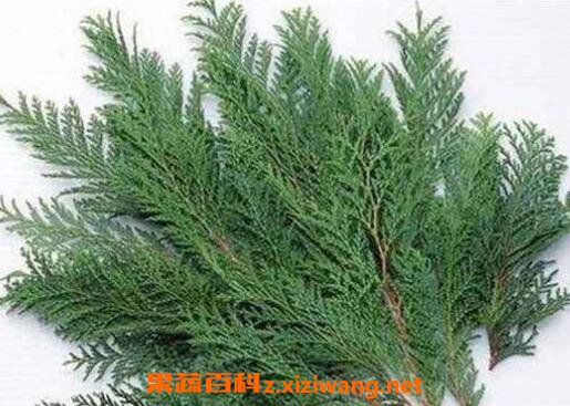 ���Ҷ�ݾƵĹ�Ч������