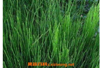 �ڽڲݵĹ�Ч������ �ڽڲ�����ʲô��