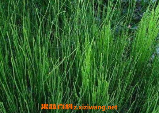 �ڽڲݵĹ�Ч������ �ڽڲ�����ʲô��