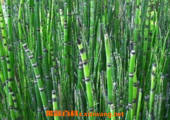 �ڽڲݵĹ�Ч������ �ڽڲ�����ʲô��