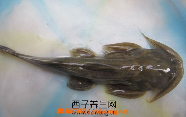 www.xiziwang.cn