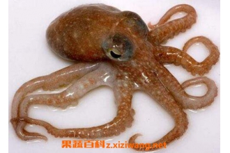 �����ī��Ĺ�Ч������