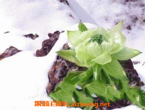 ѩ������Ĺ�Ч������