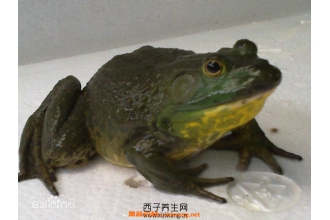 ţ��