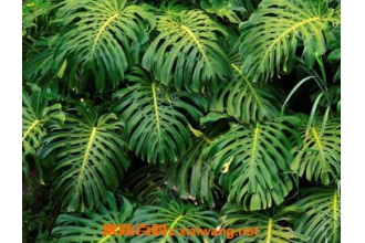 ʨ��β�Ĺ�Ч������