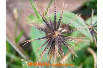 ��������θ�Ѫѹ�� ����ݵĹ�Ч������