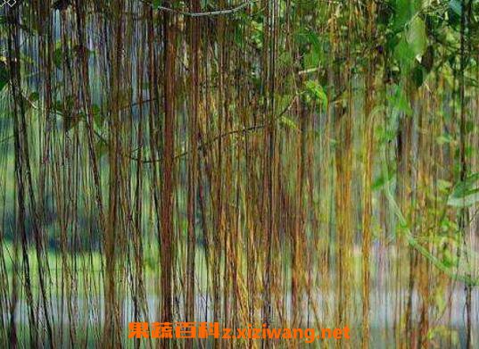 �����ٿ����ڼ����� ��������ô��ֳ