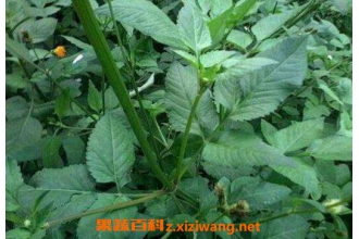 �����ͼƬ ����ݵĹ�Ч����������Щ