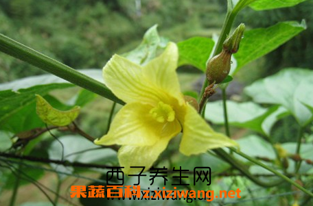 �޺�����