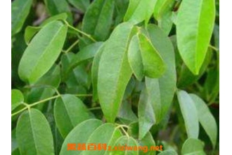 �͸���Ҷ�����ú͹�Ч��ҩ�ü�ֵ