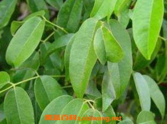 �͸���Ҷ�����ú͹�Ч��ҩ�ü�ֵ