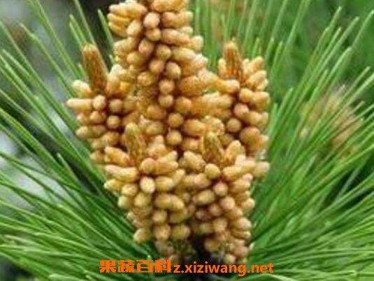�Բ��ɻ�����ô�� �Բ��ɻ��۵ĳԷ�����