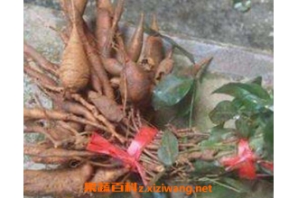 ţ����׳��ƫ�� ţ������ҩ�ݾ��䷽