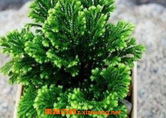 �����������ô�� ����ݵ���ֲ����