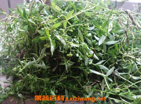 �ٻ�����ݹ�Ч�����