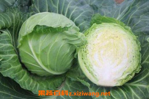 ���������Ӫ���ɷֱ� ���������ʳ�÷���