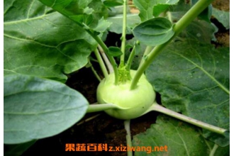 ������Ӫ����ֵ������