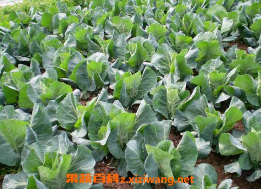 牛心甘蓝的功效与作用