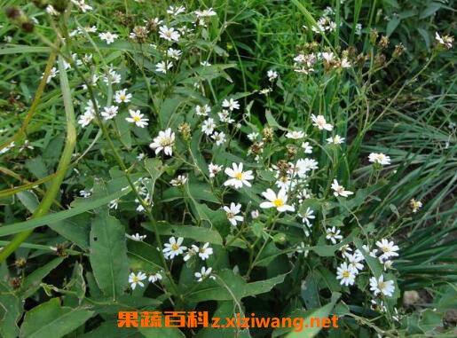 ���ҵ������빦Ч��ҩ�ü�ֵ