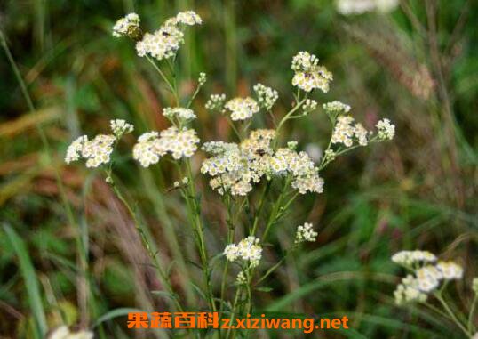 ���ҵ������빦Ч��ҩ�ü�ֵ