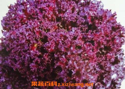  ��Ҷ���˿��������� ��Ҷ������ô��